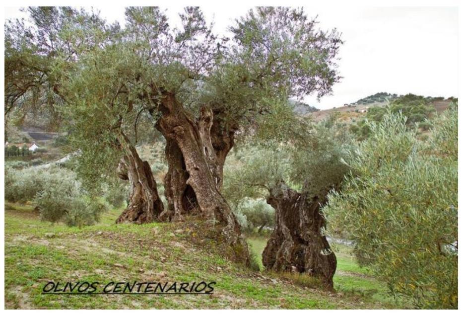 Villa Montiel Málaga Dış mekan fotoğraf